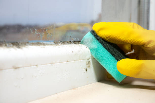 Best Mold Remediation  in Opp, AL